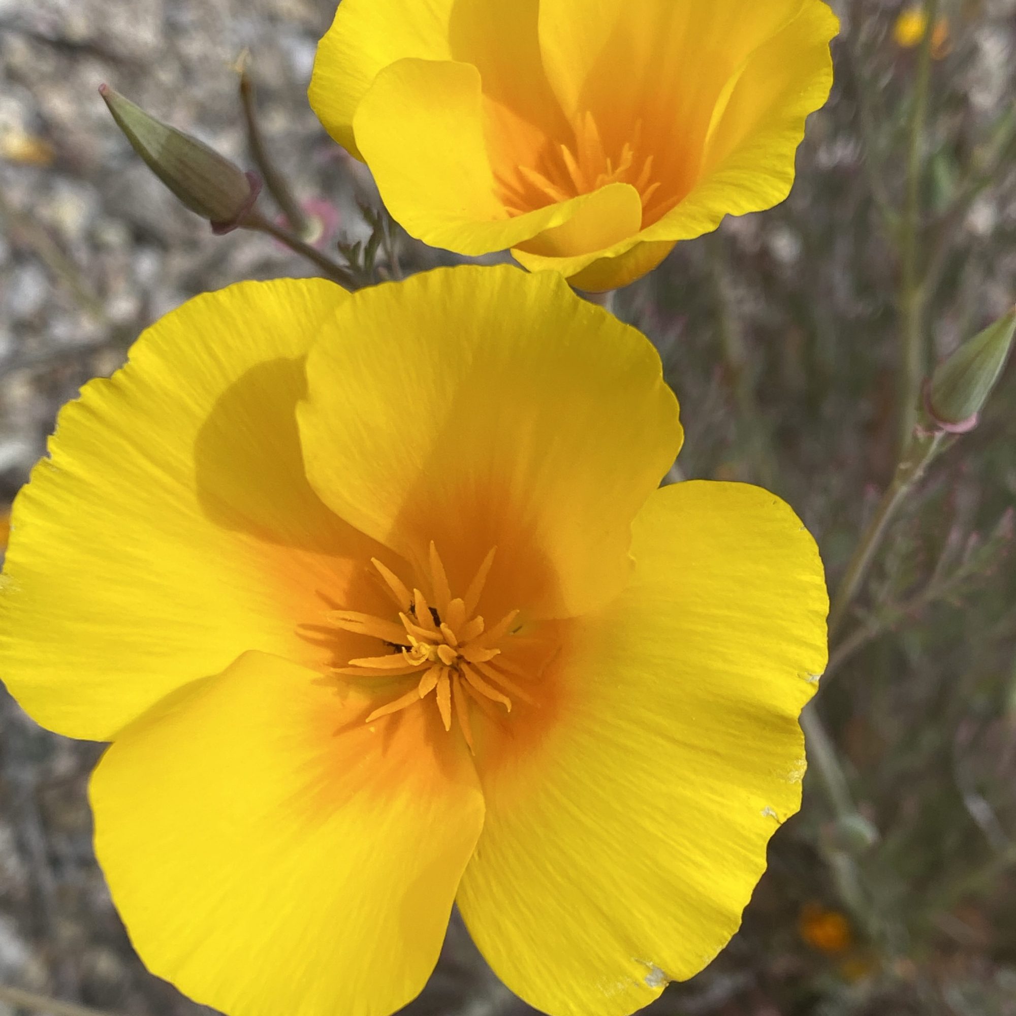 Yellow California Poppy in the Pinnacles National Park