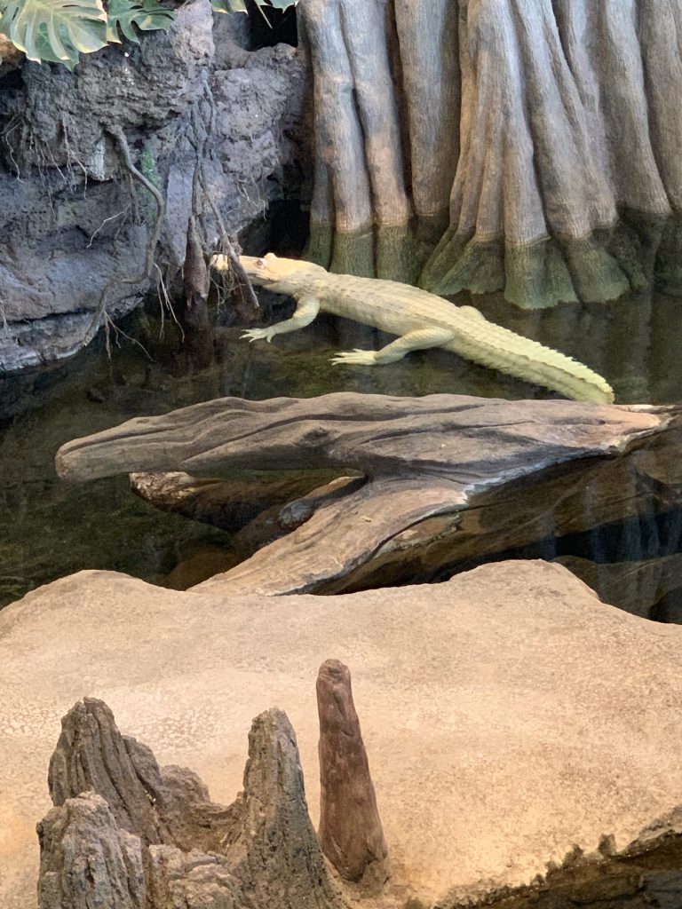 Claude the Albino Alligator, California Academy of Sciences