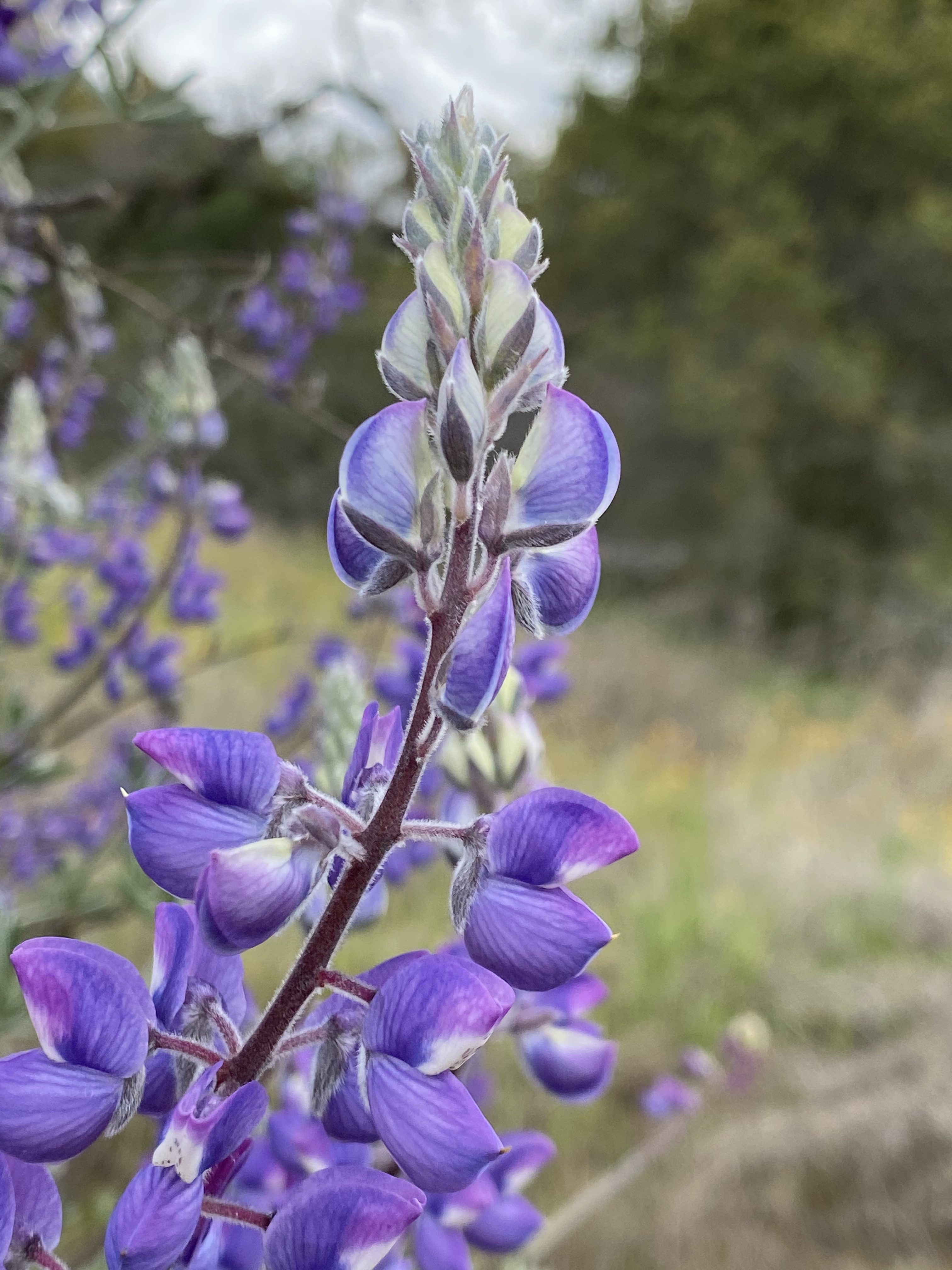 Purple Flower in Raymond, California