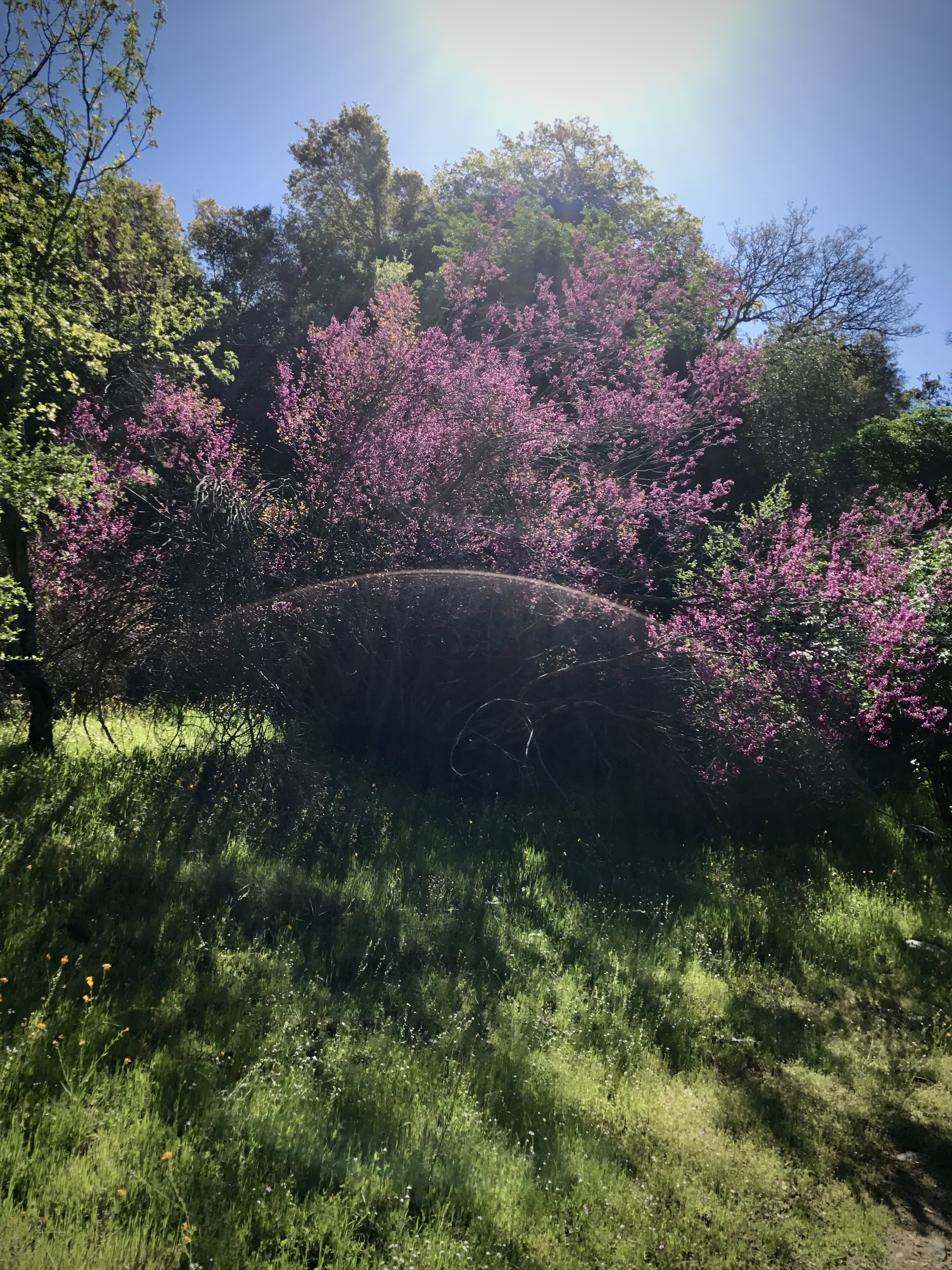 Sequoia National Park. Three Rivers, CA. (Credit: Rose, Sara. 2017)