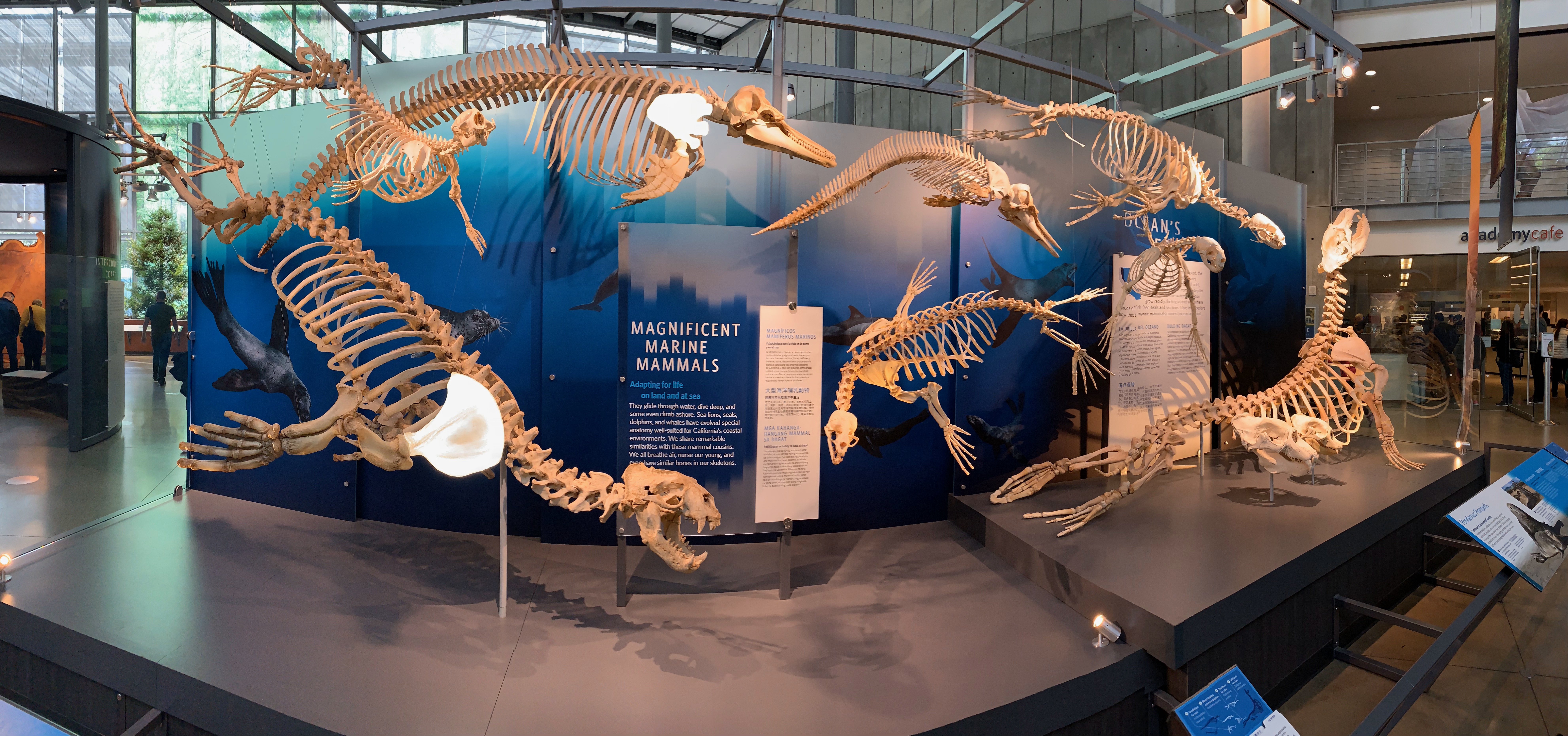 Kimball Natural History Museum, CA Academy of Sciences