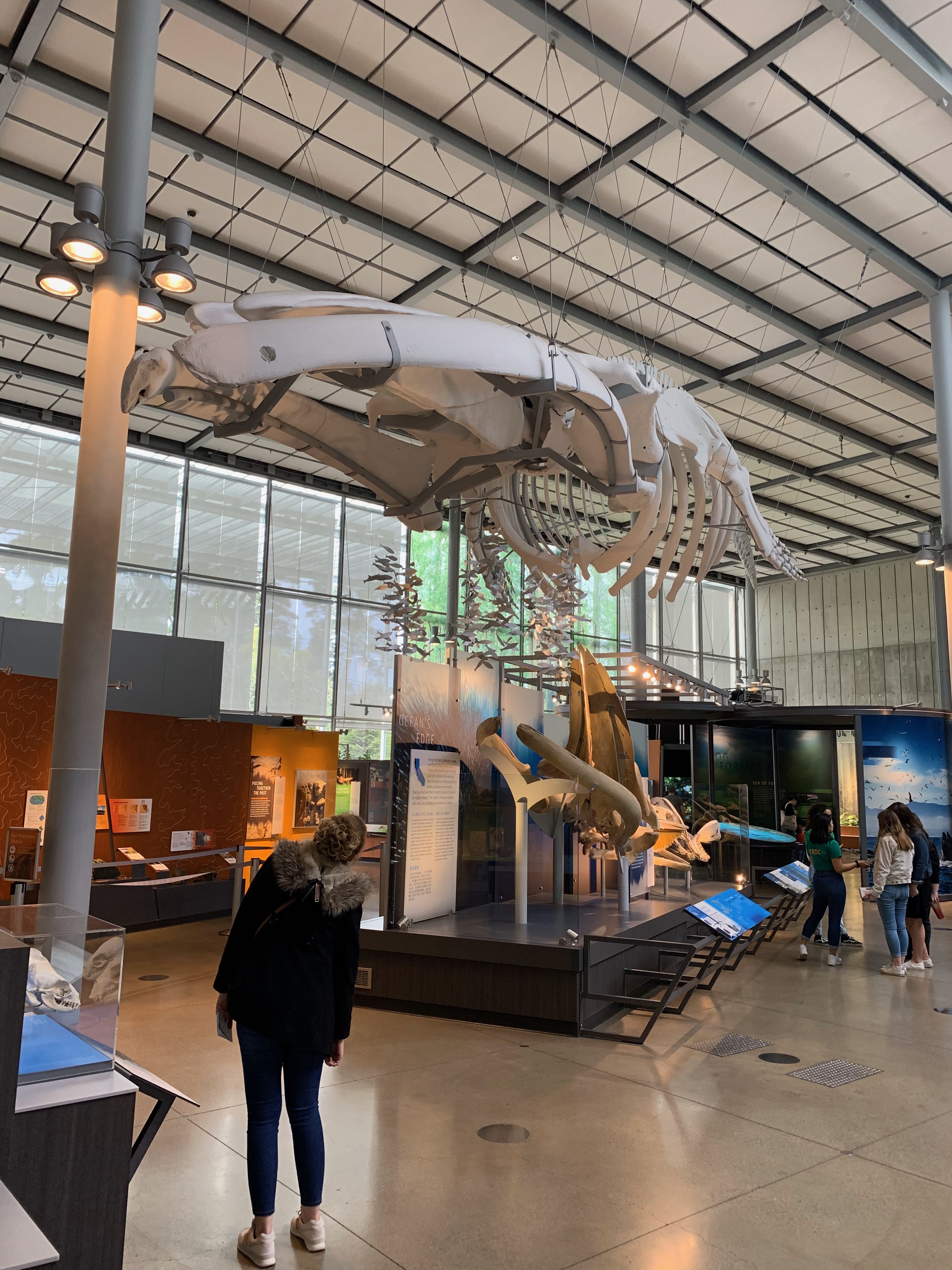 Kimball Natural History Museum, CA Academy of Sciences