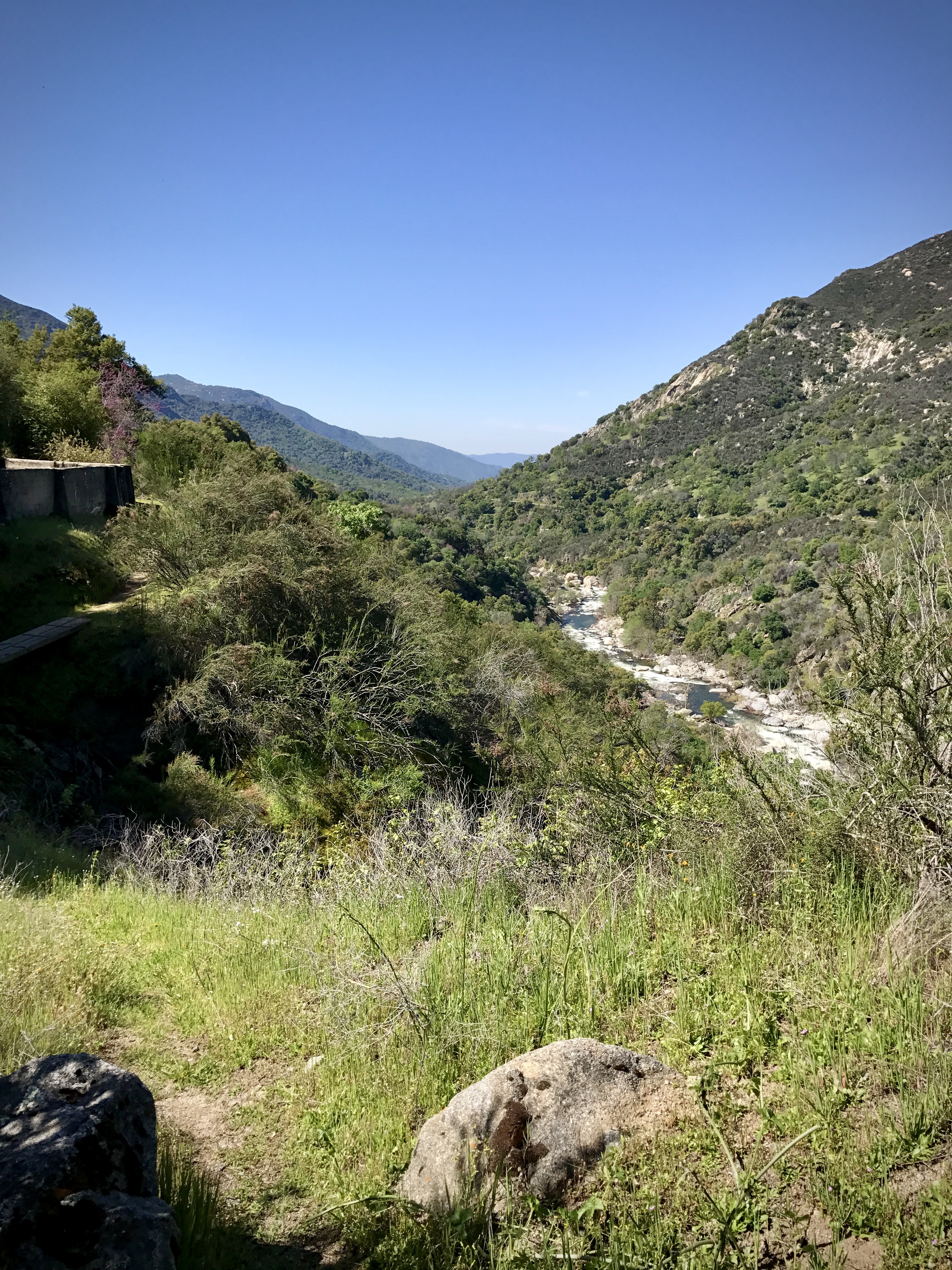Sequoia National Park. Three Rivers, CA. (Credit: Rose, Sara. 2017)