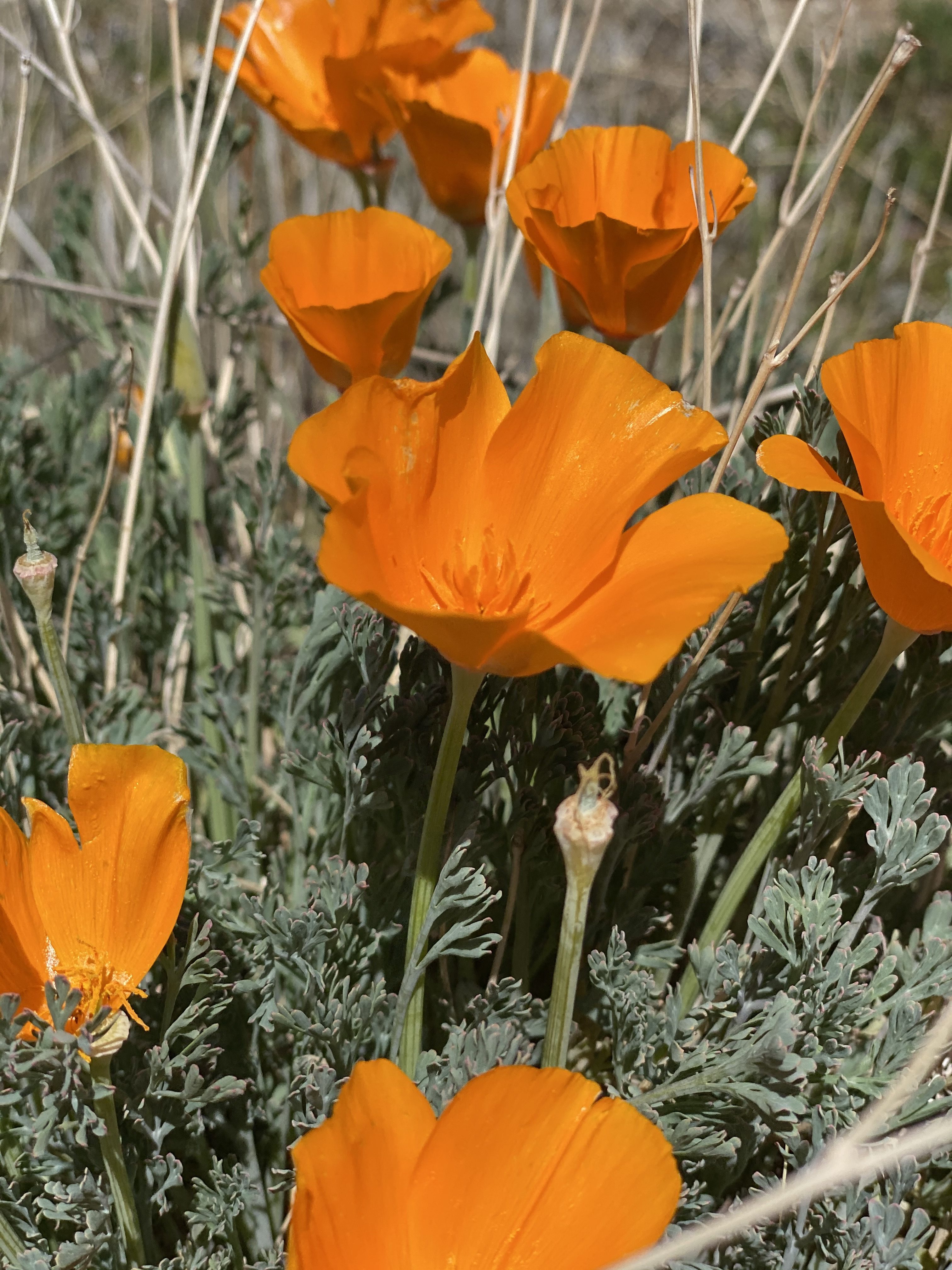 Orange California Poppy flowers in Carrizo Plains National Monument