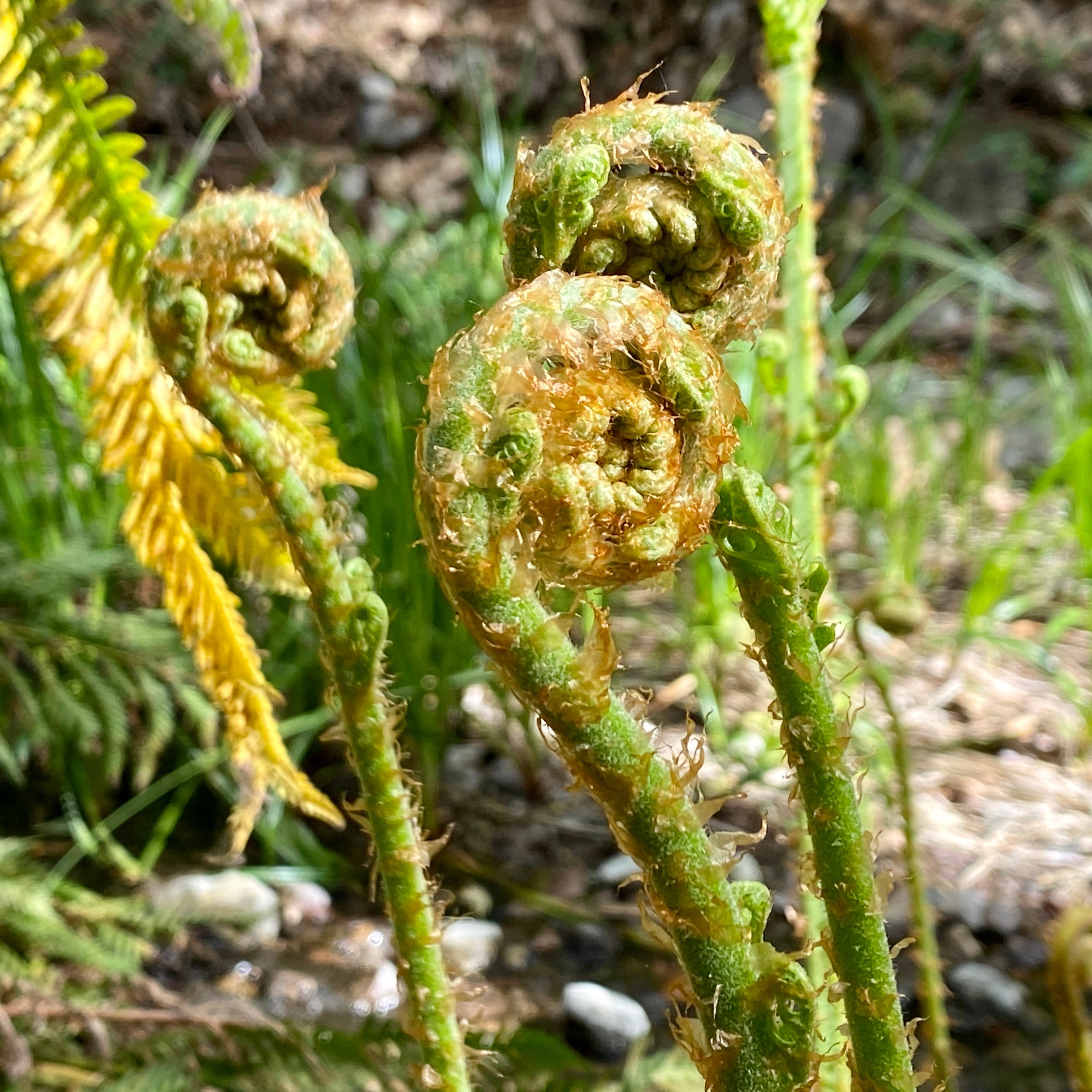 Fern plants in Pinnacles National Park