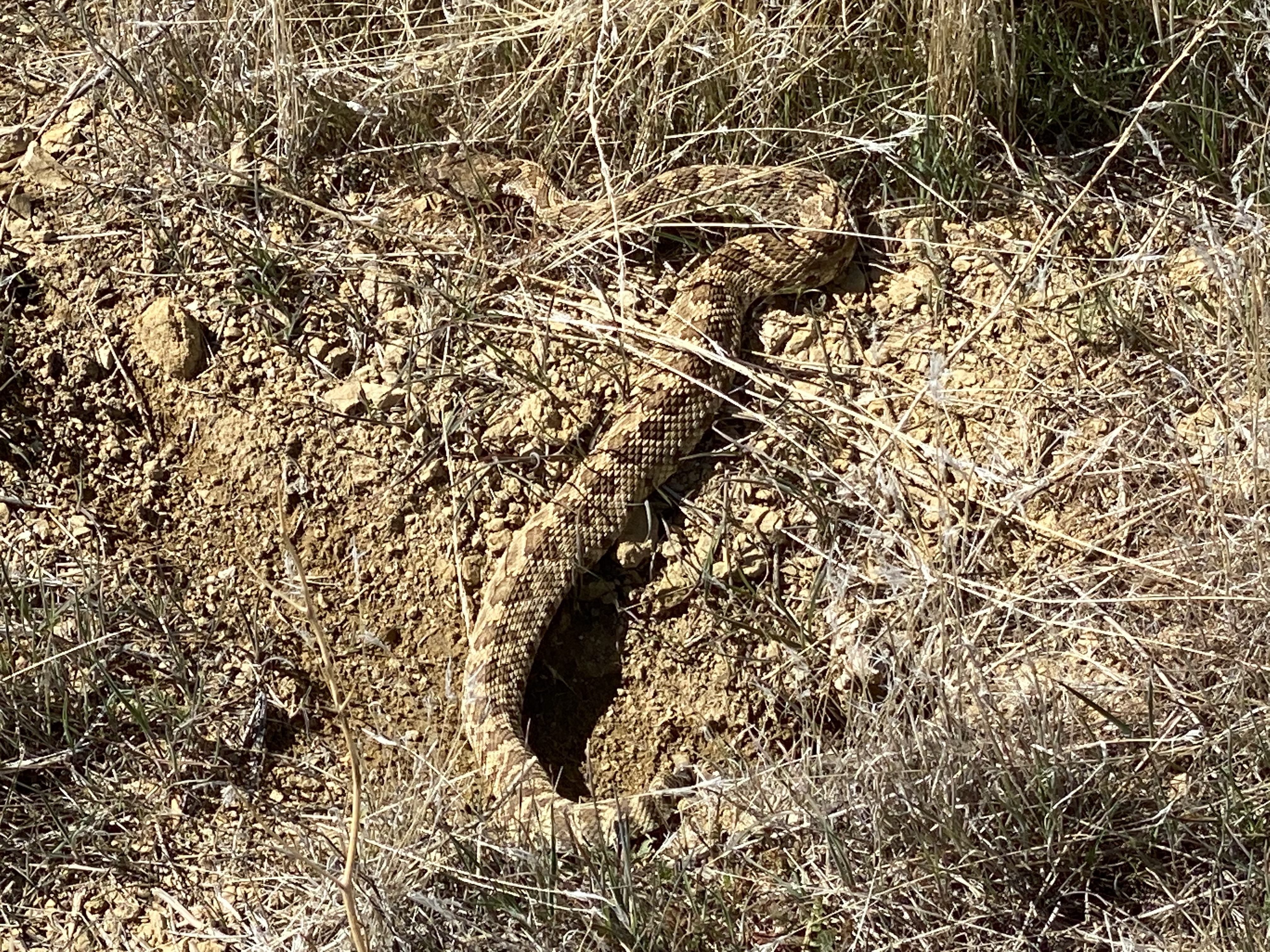 Mojave Rattlesnake in Carrizo Plains, California