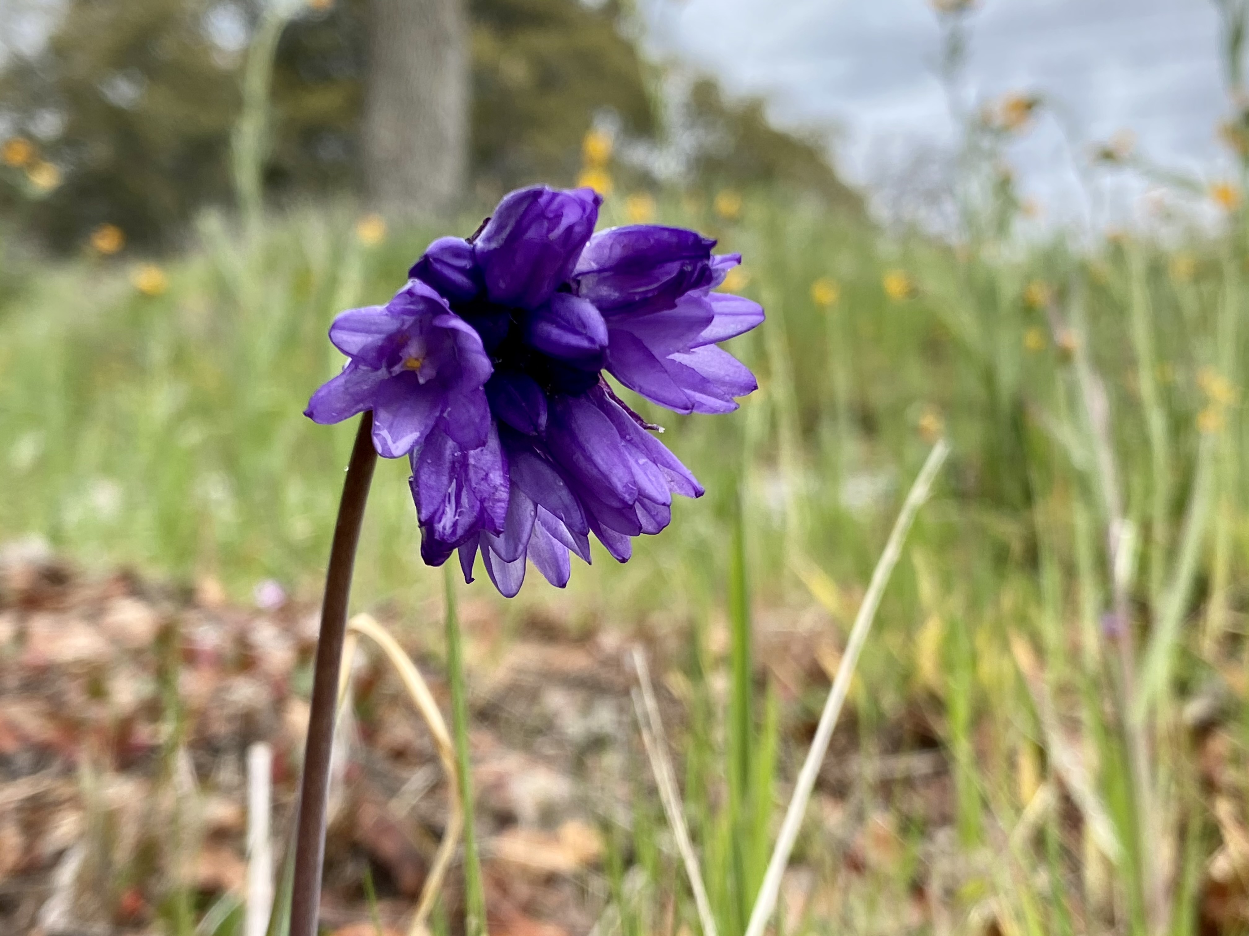 Purple Flower