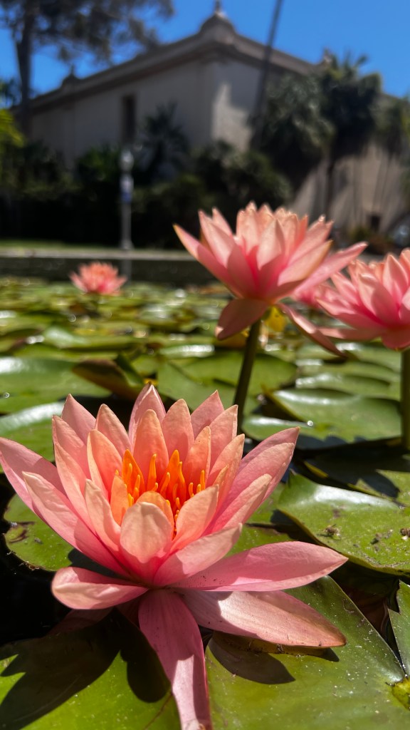 Water lilies photo by Sara Rose, 2024. 